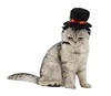 Funny Pet Accessories Red Ribbon Flat Top Big Pet Hat Party Hat for Big Dog
