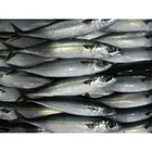 Wholesale IQF Frozen Mackerel Fish Prices
