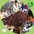 Taro Root 100% Natural Taro Root Extract Powder