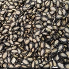 Black Watermelon Seed with good quality and best price