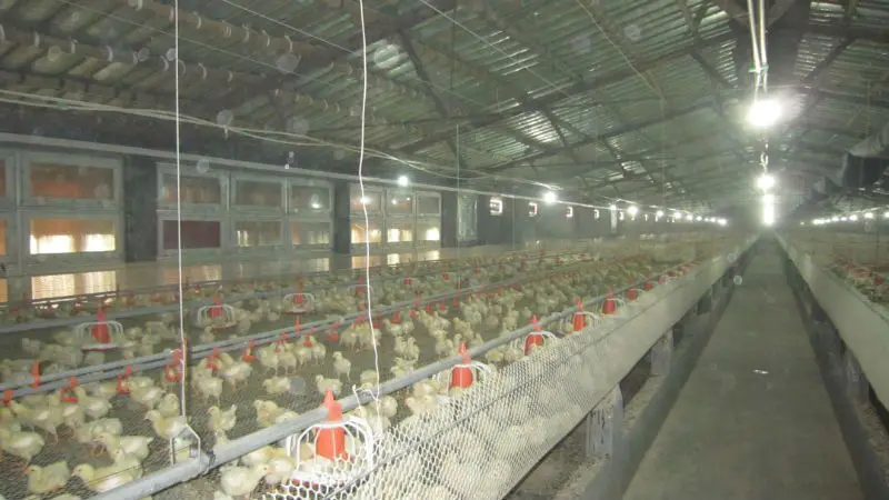 poultry shed1