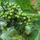 High quality food spices new crop Green Sichuan pepper for sale