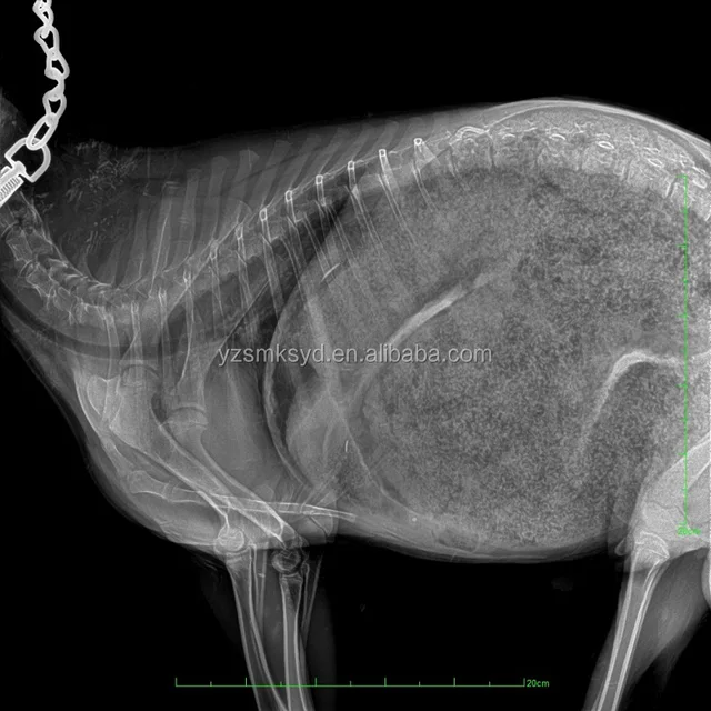  Discover the Best Pet X-Ray Services Near Me: Ensuring Your Furry Friend's Health