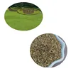 /product-detail/que-bai-100-quality-top-brand-high-yield-paspalum-grass-seeds-62209754836.html