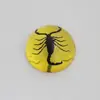 Acrylic Black Scorpion Dome A Great Deal Toy and Desk Accessory Item