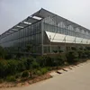 Large Multi-Span Glass Greenhouse Project with complete turnkey project for hydroponic system and organic food production