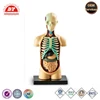 Body Model plastic miniature human figure