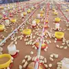 Poultry farm structure broiler breeder chicken poultry farm for sale 650k