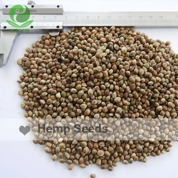 2015 Crop Chinese Hemp Seeds Origin In Gansu Nothwest Of China Buy