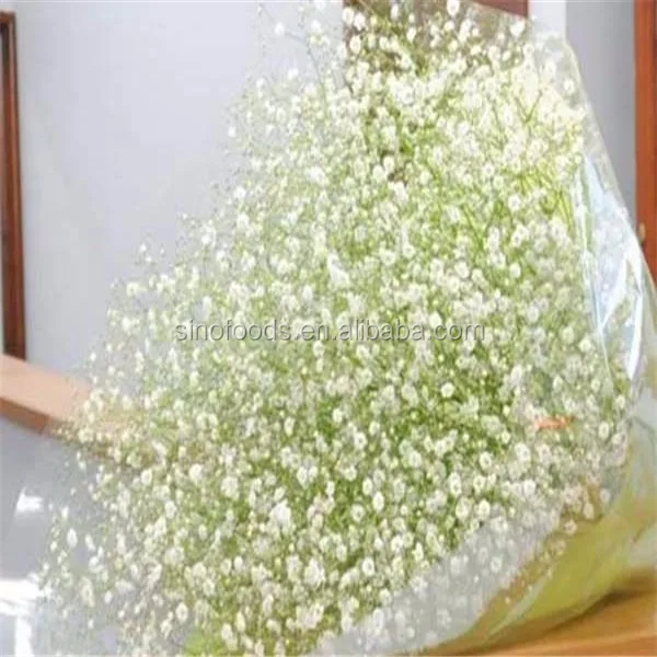 xing grow flower seeds gypsophila paniculata pretty babysbreath