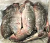 New Product Farming Fish Live Tilapia With Wholesale Prices