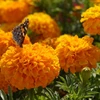 fresh cut marigold flowers