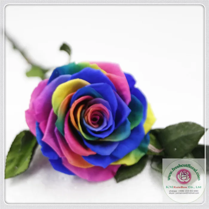 preserved rose head-022.jpg