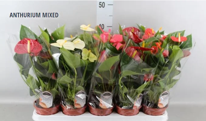 ANTHURIUM MIXED