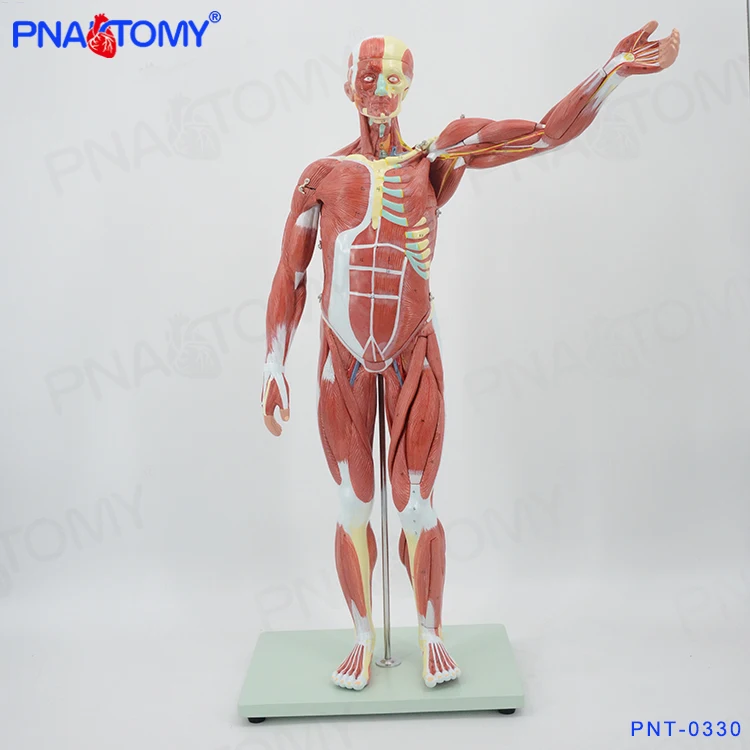 PNT-0330muscle figure01