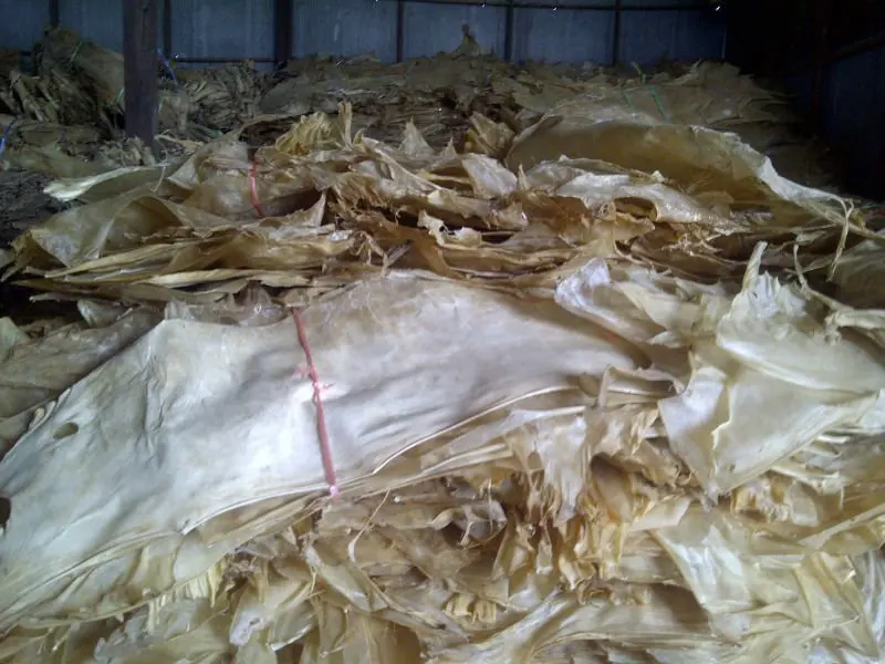 are raw hides bad for dogs