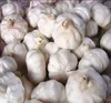/product-detail/wholesale-fresh-pure-white-garlic-60586107140.html