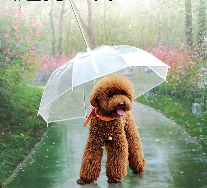 dog umbrella.jpg