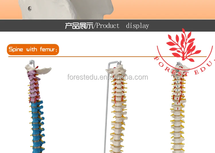 10 spine model.jpg