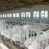 Pig Breeding Equipment From China Direct Factory