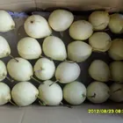 Fresh Ya Pear on Hot Sale