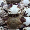 top urgent want to buy frozen blue swimming crab with good price