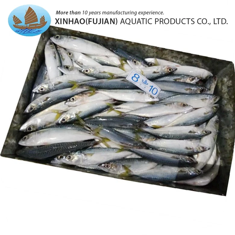 Top grade china export pacific mackerel whole round frozen