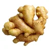 /product-detail/agriculture-of-chinese-fresh-ginger-price-60418082536.html