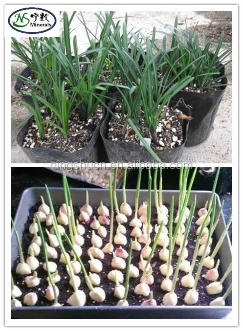 perlite application aglic.jpg