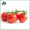 /product-detail/new-generation-hot-sale-delicious-tin-packing-canned-tomato-ketchup-brand-60324797160.html