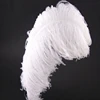 different colours turquoise carnival ostrich feather