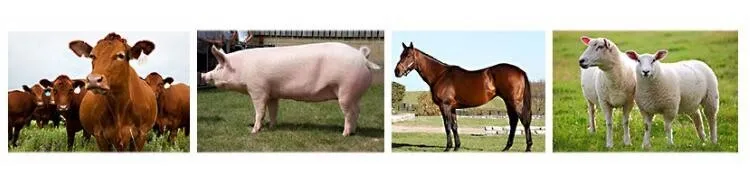 animals.jpg