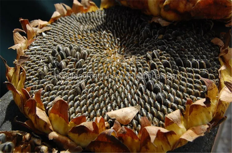 sunflower  thesher   (13).jpg