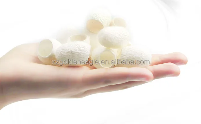 silk worm cocoons - buy silkworm cocoon,silkworm cocoon,silkworm