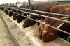 Cattle farm for sale in Russia