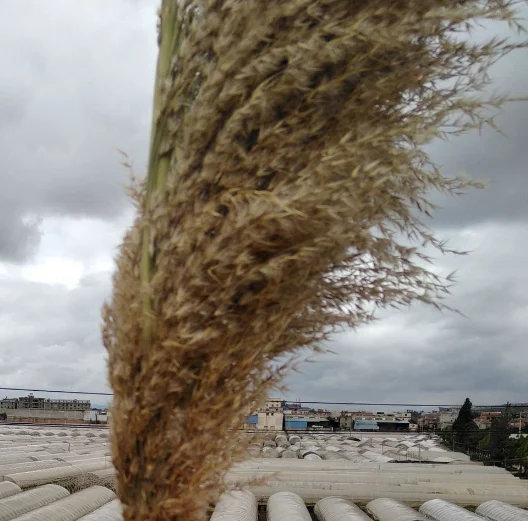 Natural Big Pampas Grass Flower Reed Plumes Phragmites Communis