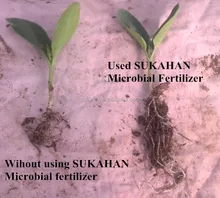 Nitrogen Fixation bacteria, azotobacter BioGAIN Microbial Fertilizer