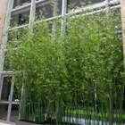 Artificial Plants And Trees Indoor Outdoor Plastic Bamboo