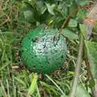 Hanging Fly Trap Fruit Fly Catcher Sticky Trap Fly Outdoor Disposable Wasp Bee