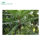 Solvent Extraction Extract Powder Tongkat Ali Extract Sexual Enhancement Pure Tongkat Ali Extract Eurycomanone