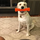 Hot Pet Dog Bone Chew Toys Indestructible Pet Chew Toys Bone for Puppy Dogs