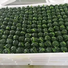Iqf Ball Balliqfiqf IQF Frozen Spinach Ball