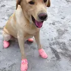 Dog Shoes Shoes Rubber Not Easy Fall-off Dog Shoes Pet Paw Protector Cute Puppy Boot