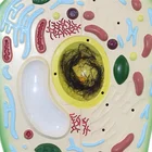 High Quality New Style Plant Cell Model Anatomical Model For Science Classroom Study Display Teaching Model