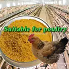 Yellow Animals Feed Corn Gluten Meal 60% for Wholesale Chicken Feed