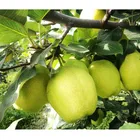 2020 New China Fresh Pear Farm Pear