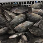 Fish Frozen Whole Round Tilapia Fish Alive When Freezing