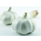 chinese 3p pure white natural frozen garlic fresh normal white garlic good price garlic suppliers