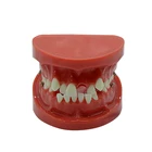 Human anatomical orthodontic study teeth model