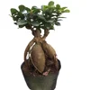 /product-detail/45cm-bonsai-tree-indoor-ficus-ginseng-microcarpa-62250828671.html